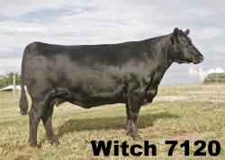 Lot 101-2 (Witch 7120)